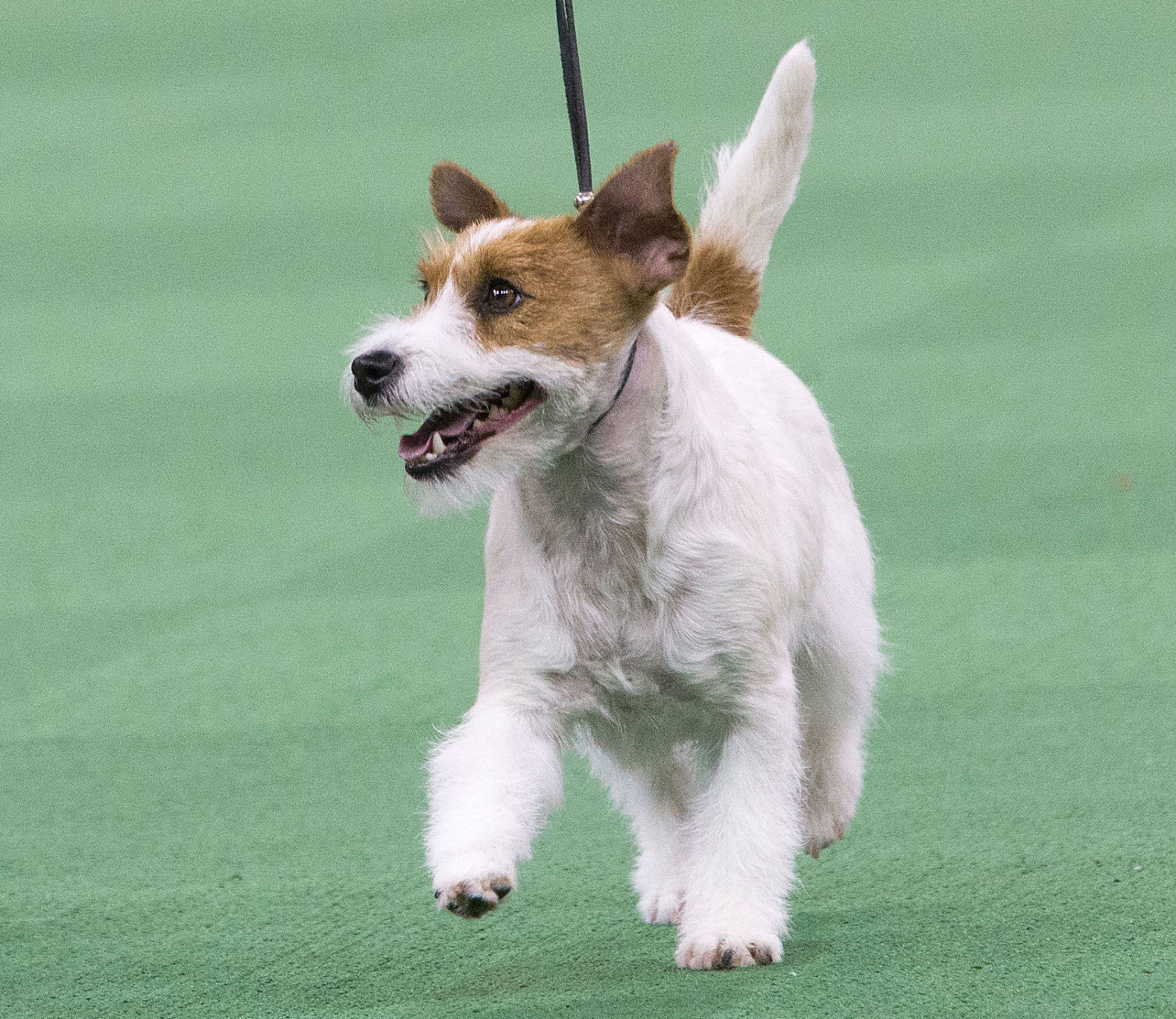 Russell terrier